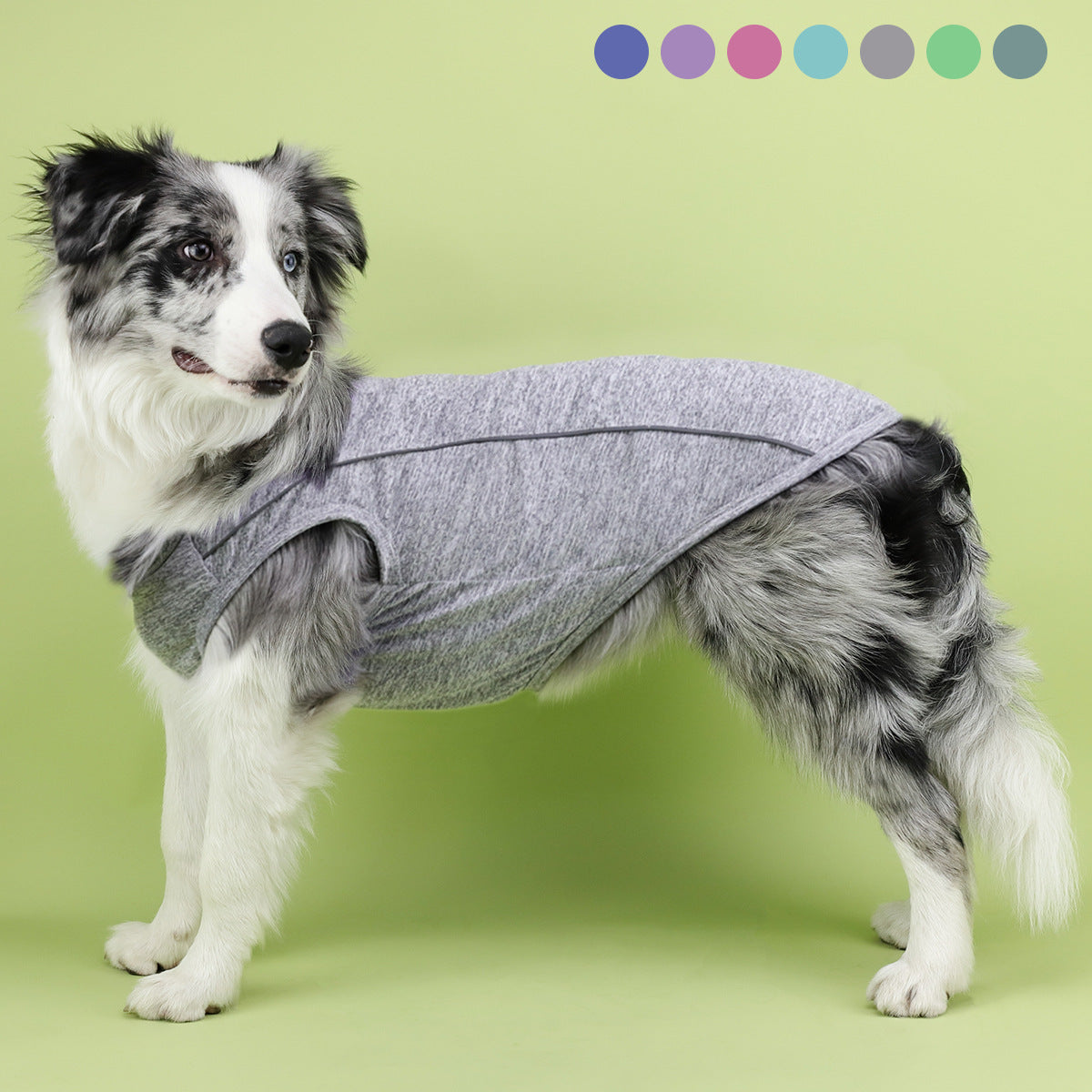 Pet Apparel & Accessories