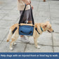 Pet Carrying Belly Support Sling